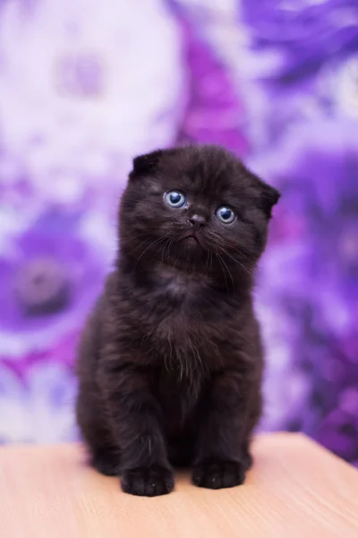 Kitten Cat Scottish Straight Loose Fluffy Animal Munchkin — Stock Photo, Image