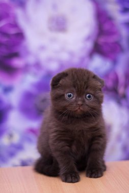 yavru kedi kedi İskoç düz, gevşek kabarık, hayvan cimcime