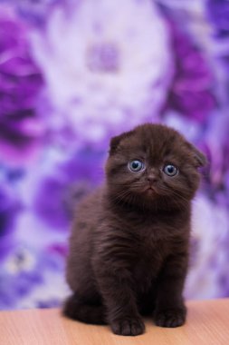 yavru kedi kedi İskoç düz, gevşek kabarık, hayvan cimcime