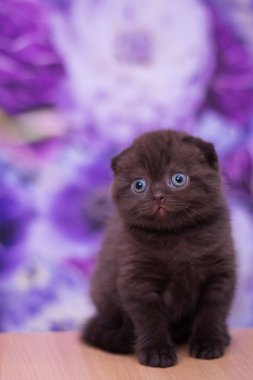 yavru kedi kedi İskoç düz, gevşek kabarık, hayvan cimcime