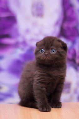 yavru kedi kedi İskoç düz, gevşek kabarık, hayvan cimcime