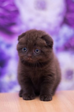 yavru kedi kedi İskoç düz, gevşek kabarık, hayvan cimcime