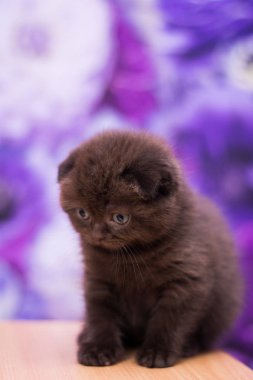 yavru kedi kedi İskoç düz, gevşek kabarık, hayvan cimcime