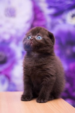 yavru kedi kedi İskoç düz, gevşek kabarık, hayvan cimcime