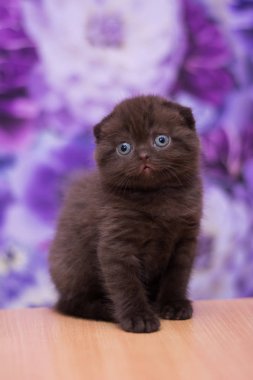 yavru kedi kedi İskoç düz, gevşek kabarık, hayvan cimcime