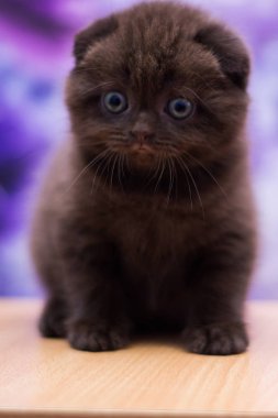 yavru kedi kedi İskoç düz, gevşek kabarık, hayvan cimcime