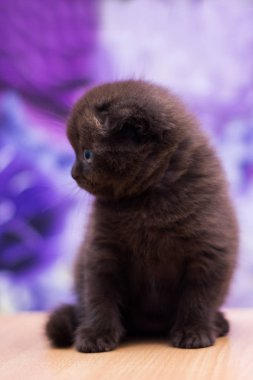 yavru kedi kedi İskoç düz, gevşek kabarık, hayvan cimcime