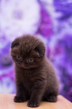 yavru kedi kedi İskoç düz, gevşek kabarık, hayvan cimcime