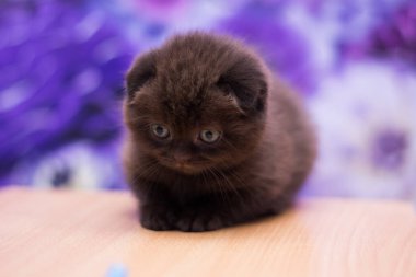 yavru kedi kedi İskoç düz, gevşek kabarık, hayvan cimcime