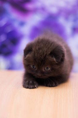 yavru kedi kedi İskoç düz, gevşek kabarık, hayvan cimcime