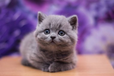 yavru kedi kedi İskoç düz, gevşek kabarık, hayvan cimcime