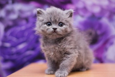 yavru kedi kedi İskoç düz, gevşek kabarık, hayvan cimcime