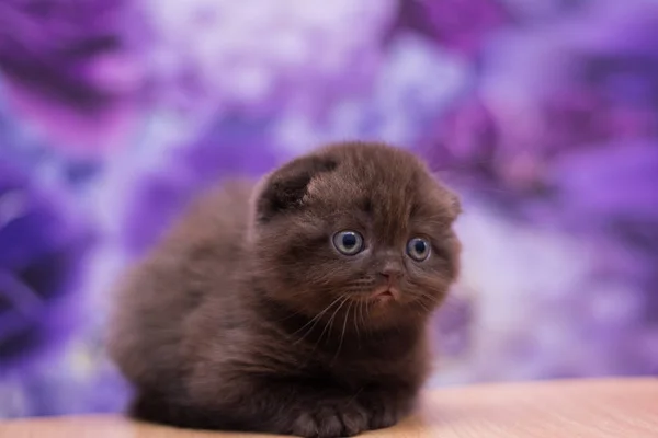 Gatito Gato Escocés Recta Suelto Mullido Animal Munchkin — Foto de Stock