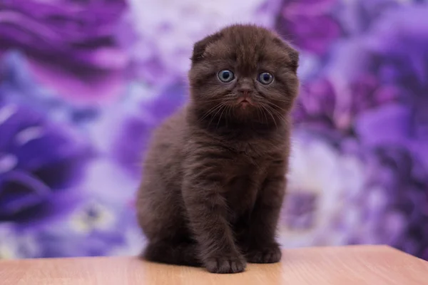 Kitten Cat Scottish Straight Loose Fluffy Animal Munchkin — Stock Photo, Image