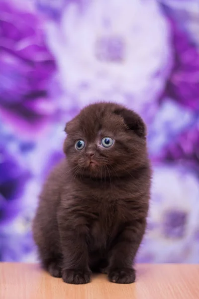 Kitten Kat Scottish Straight Losse Pluizige Dierlijke Munchkin — Stockfoto