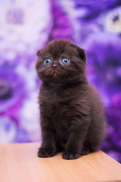 Gatinho Escocês Linha Reta Solto Fofo Animal Munchkin — Fotografia de Stock