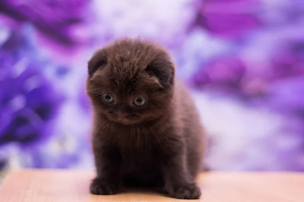 Kitten Cat Scottish Straight Loose Fluffy Animal Munchkin — Stock Photo, Image