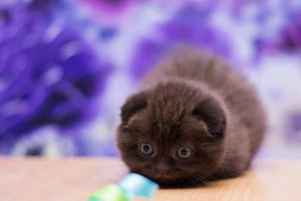 Kitten Kat Scottish Straight Losse Pluizige Dierlijke Munchkin — Stockfoto