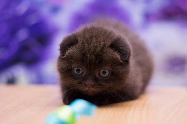 Gatito Gato Escocés Recta Suelto Mullido Animal Munchkin — Foto de Stock