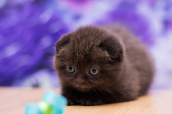 Gatito Gato Escocés Recta Suelto Mullido Animal Munchkin — Foto de Stock