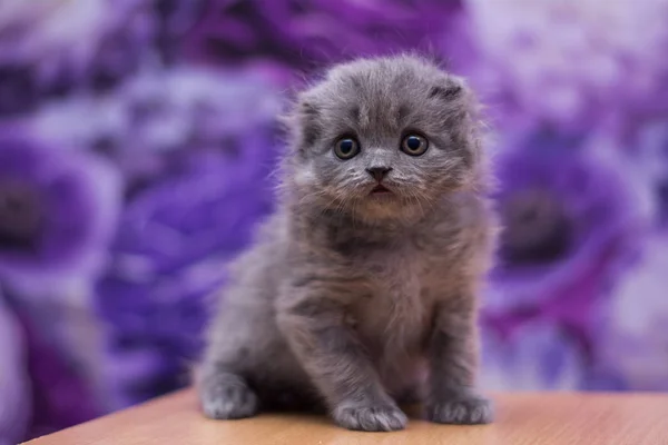 Gatito Gato Escocés Recta Suelto Mullido Animal Munchkin — Foto de Stock