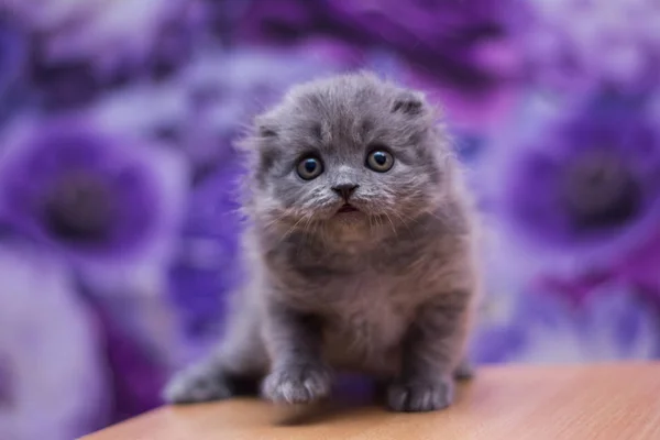 Gatito Gato Escocés Recta Suelto Mullido Animal Munchkin — Foto de Stock