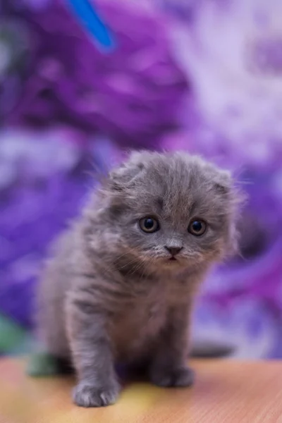 Kitten Cat Scottish Straight Loose Fluffy Animal Munchkin — Stock Photo, Image