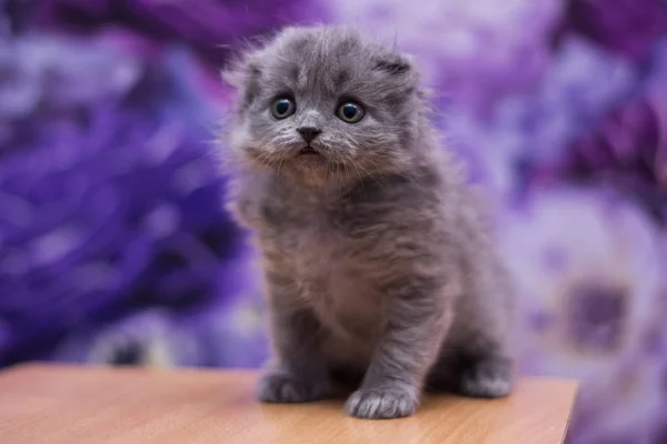 Gatito Gato Escocés Recta Suelto Mullido Animal Munchkin — Foto de Stock