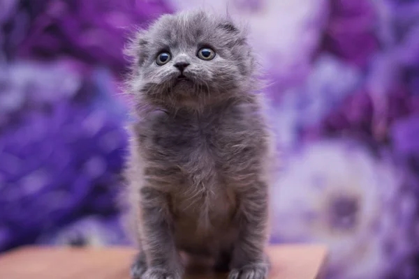 Kätzchen Katze Schottisch Gerade Locker Flauschig Tiermundstück — Stockfoto