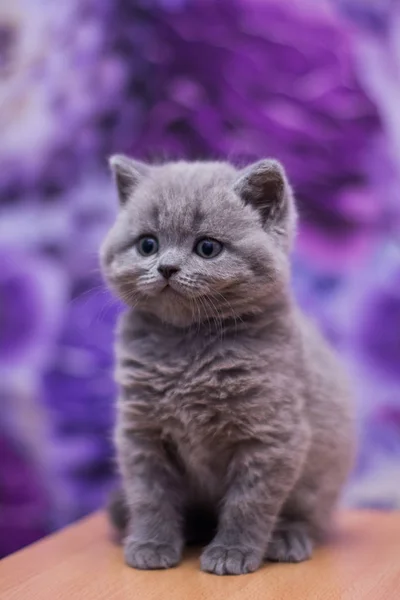 Kattunge Katt Skotska Raka Löst Fluffig Djur Munchkin — Stockfoto