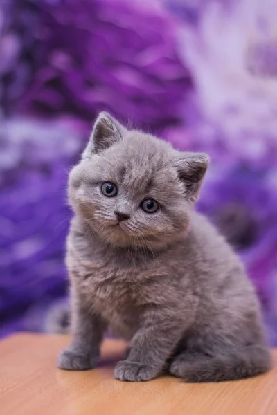 Yavru Kedi Kedi Skoç Düz Gevşek Kabarık Hayvan Cimcime — Stok fotoğraf