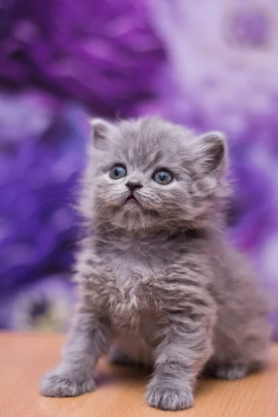 Kitten Cat Scottish Straight Loose Fluffy Animal Munchkin — Stock Photo, Image