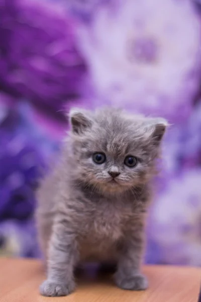 小猫苏格兰直 松散蓬松 动物芒奇 — 图库照片