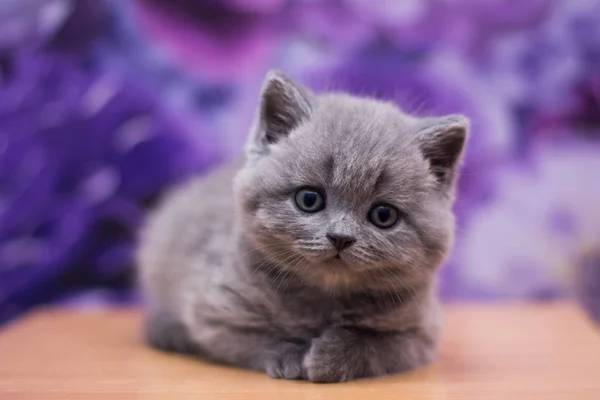 Kitten Cat Scottish Straight Loose Fluffy Animal Munchkin — Stock Photo, Image