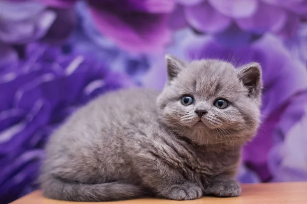 Gatito Gato Escocés Recta Suelto Mullido Animal Munchkin — Foto de Stock