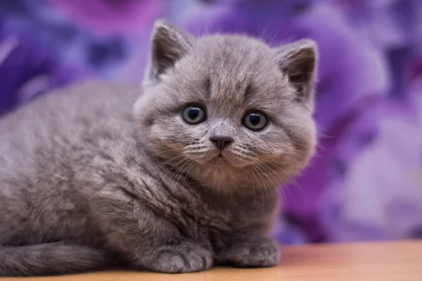 Gatito Gato Escocés Recta Suelto Mullido Animal Munchkin — Foto de Stock