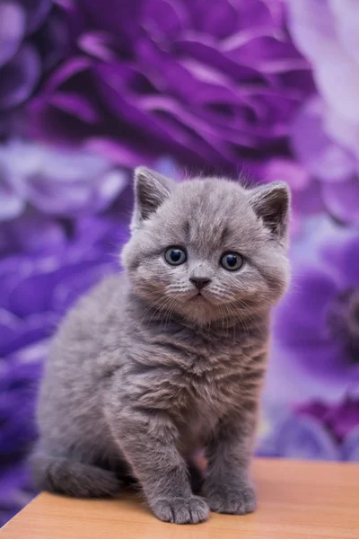 Gatito Gato Escocés Recta Suelto Mullido Animal Munchkin — Foto de Stock