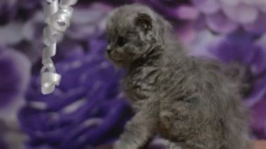 yavru kedi kedi İskoç düz, gevşek kabarık, hayvan cimcime