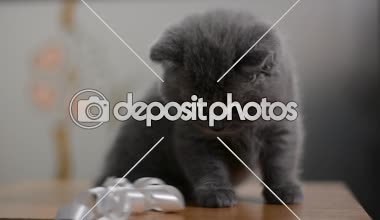 yavru kedi kedi İskoç düz, gevşek kabarık, hayvan cimcime