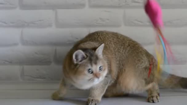 Kitten Cat Scottish Straight Loose Fluffy Animal Munchkin — Stock Video