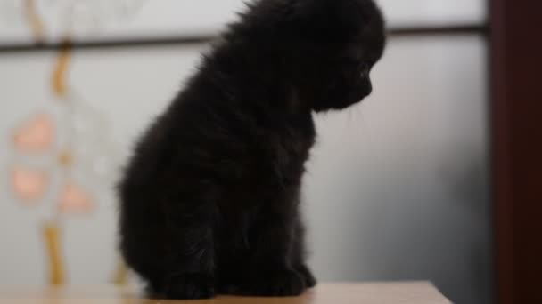 Kitten Kat Scottish Straight Losse Pluizige Dierlijke Munchkin — Stockvideo