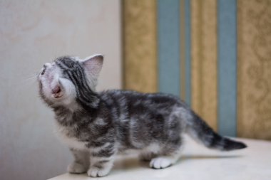 yavru kedi kedi İskoç düz, gevşek kabarık, hayvan cimcime