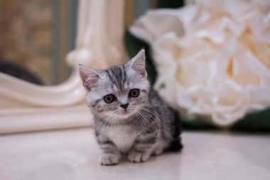 yavru kedi kedi İskoç düz, gevşek kabarık, hayvan cimcime