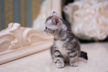 yavru kedi kedi İskoç düz, gevşek kabarık, hayvan cimcime