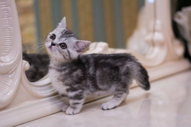 yavru kedi kedi İskoç düz, gevşek kabarık, hayvan cimcime