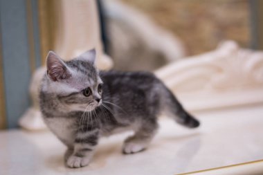 yavru kedi kedi İskoç düz, gevşek kabarık, hayvan cimcime