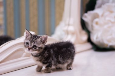 yavru kedi kedi İskoç düz, gevşek kabarık, hayvan cimcime