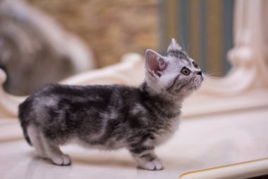 yavru kedi kedi İskoç düz, gevşek kabarık, hayvan cimcime