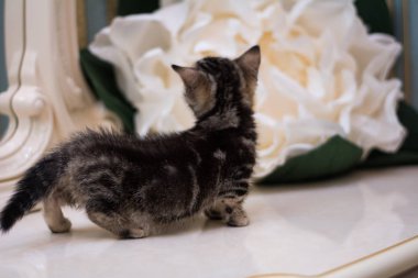 yavru kedi kedi İskoç düz, gevşek kabarık, hayvan cimcime