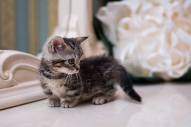 yavru kedi kedi İskoç düz, gevşek kabarık, hayvan cimcime